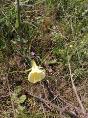 Narcissus bulbocodium
