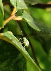 Polydrusus formosus