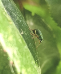 Polydrusus formosus