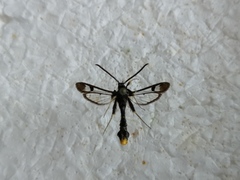 Synanthedon andrenaeformis