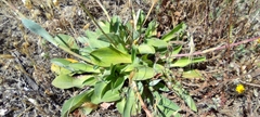 Limonium