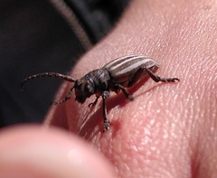 Dorcadion fuliginator