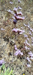 Limonium