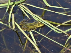 Pelophylax lessonae