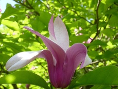 Magnolia