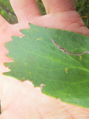 Leucospermum glabrum