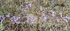 Limonium