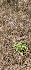Limonium