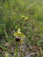 Ophrys vasconica