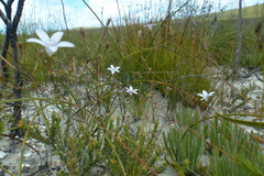 Prismatocarpus brevilobus