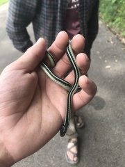 Thamnophis proximus