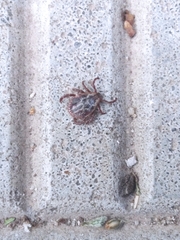 Dermacentor reticulatus