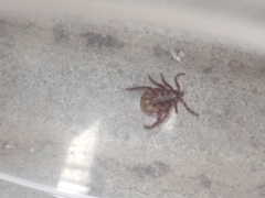 Dermacentor reticulatus