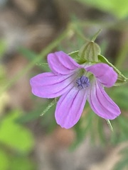 Geranium columbinum