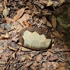 Sternotherus