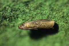 Sciota fumella