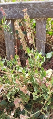 Rumex