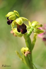 Ophrys fusca funerea