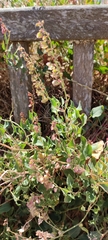 Rumex