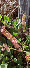 Rumex