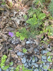 Geranium columbinum