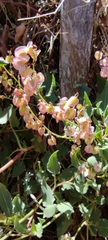 Rumex