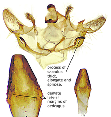 Xanthotype attenuaria