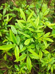 Zanthoxylum armatum