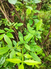 Zanthoxylum armatum
