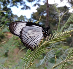 Hypolimnas anthedon wahlbergi