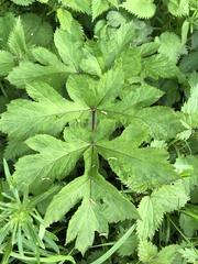 Heracleum sphondylium