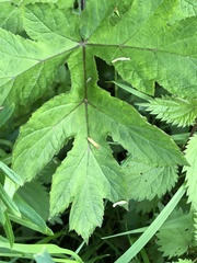 Heracleum sphondylium