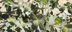 Eryngium maritimum