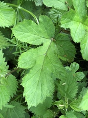 Heracleum sphondylium