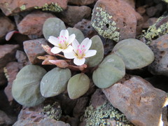 Claytonia umbellata