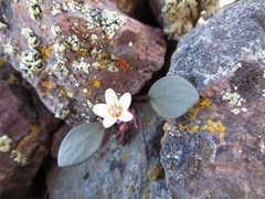 Claytonia umbellata