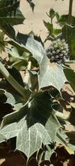 Eryngium maritimum