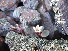 Claytonia umbellata