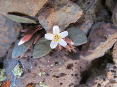 Claytonia umbellata