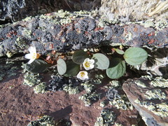 Claytonia umbellata