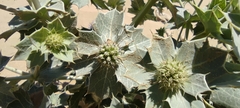 Eryngium maritimum