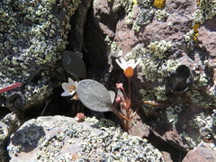Claytonia umbellata