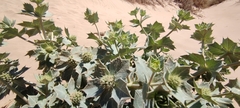 Eryngium maritimum