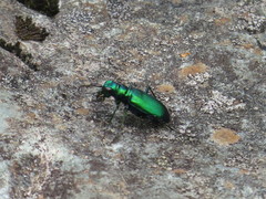 Cicindela denikei