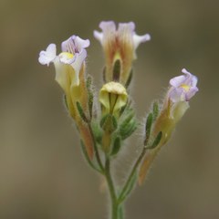 Chaenorhinum macropodum degenii