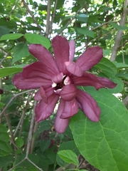 Calycanthus