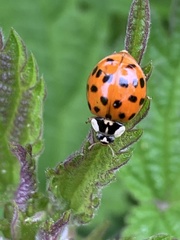 Harmonia axyridis