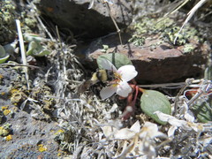 Claytonia umbellata
