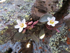 Claytonia umbellata