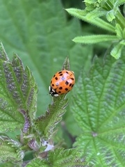 Harmonia axyridis